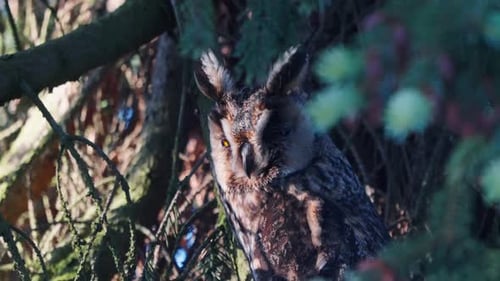 Beautiful Great Horned Owl face close-up on a tree branch in Texel, Netherlands