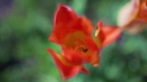 Slow Motion Shot Pushing into Close Up of Blooming Tulip Flower