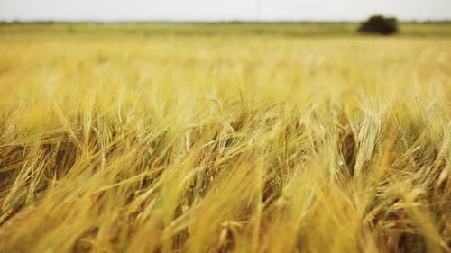 Concept de nature, d'été, de récolte et d'agriculture - Champ de céréales avec épillets de