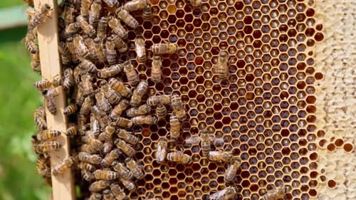 Busy Honey Bees on a Honeycomb Frame