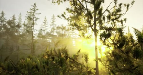 Sunlight Filtering Through Trees in a Misty Forest During Morning Hours