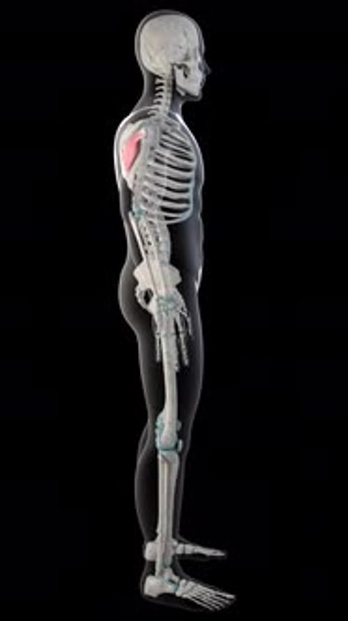 Infraspinatus Muscles On Whole Human Body Vertical Video