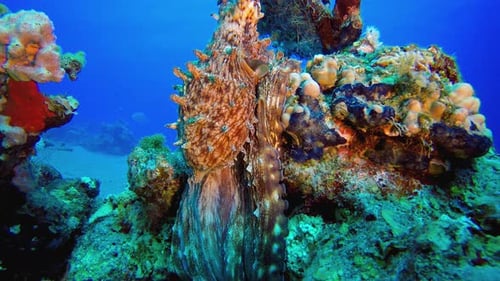 Red Octopus Corals Reef