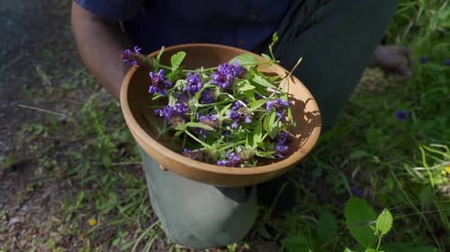 Gathering Fresh Purple Flowers in Wooden Bowl