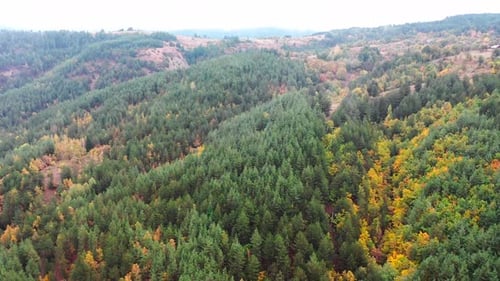 Aerial View of Beautiful Autumn Trees on a Foggy Morning Foggy Clouds Hover Over a Forest in the