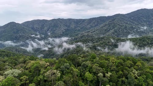 Lush green forest with a misty