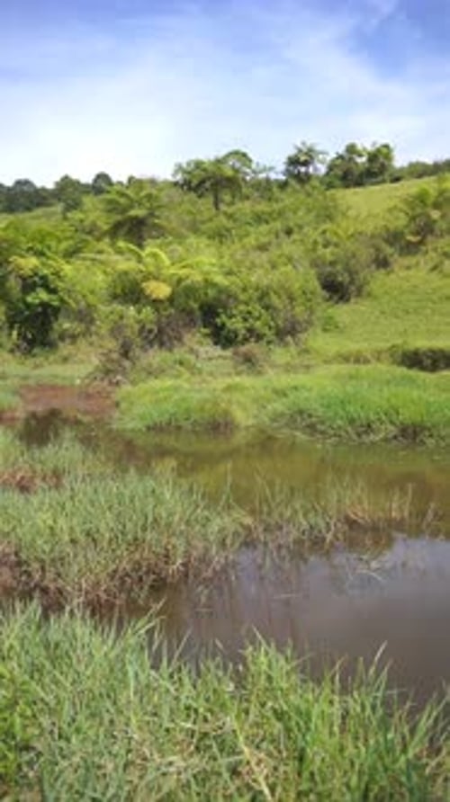 beautiful vertical video portrait beautiful scenery with river and green grass