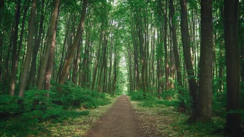 Relaxing path in the forest. Hiking trail by the trees.