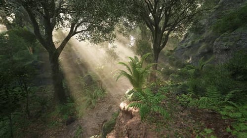 Sunlight Filters Through the Trees in a Lush Forest During Early Morning Hours