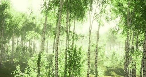 Lush Green Forest Glimmers with Sunlight Filtering Through Vibrant Leaves