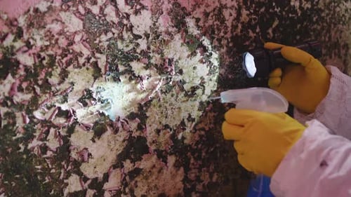 Applying a Chemical Spray Means for Killing Mold in the Hands of an Exterminator Service Close Up