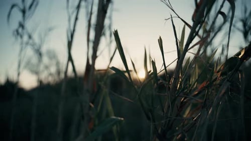 Sunset Wiew Behind The Green Plants In the Countryside