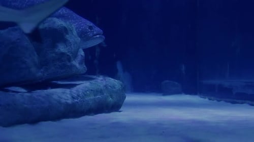 Huge Brindle Bass Swimming in Deep Water. Large Fish Brindle Bass Swim