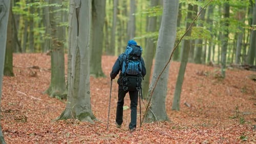 Man With Hiking Sticks Forest