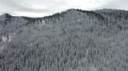 Drohne fliegt über schneebedeckte Wälder, Berge, Bäume, Winterwunderland