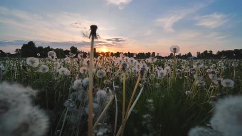 A Meadow of Dandelions on a Summer Evening at Sunset