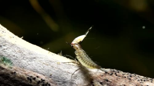 Larve de scarabée aquatique mangeant un nageur