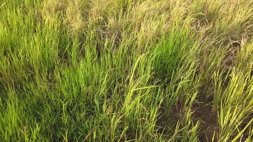 Green Grass Swaying in Gentle Breeze