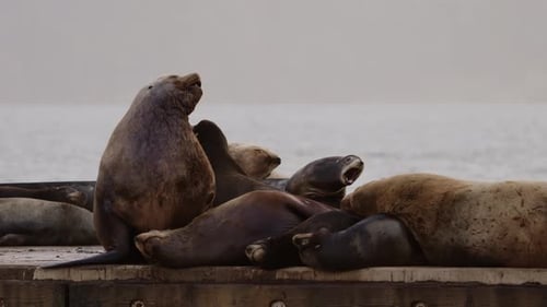 Steller sea lions hauled out and resting on a marina dock on the coast of British Columbia, Canada.