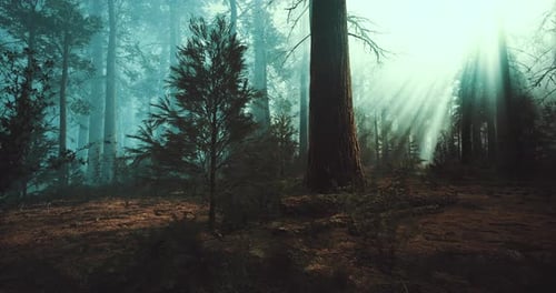 Mysterious Forest Awakening As Sunlight Filters Through Ancient Trees