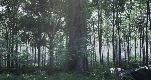 Dense Forest with Tall Trees and Lush Greenery in Daylight