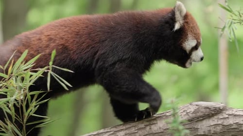 Red Panda Walking Along Tree Branch in Forest