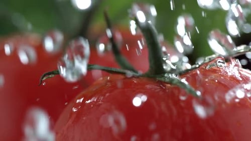 Wasser spritzt auf Tomate