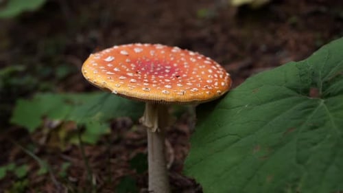 Red poisonous fly mushroom in the forest