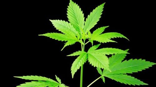 Marijuana Plant Growing