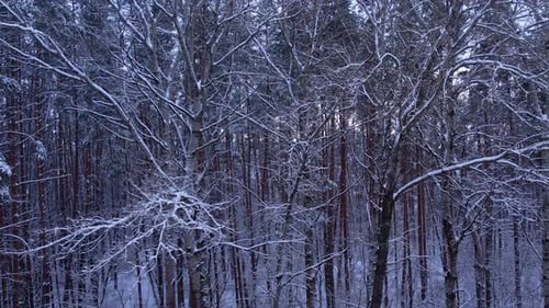 Pine and Fir Trees Forest Covered in Snow Aerial Landscape From Drone View Christmas is Coming Cold