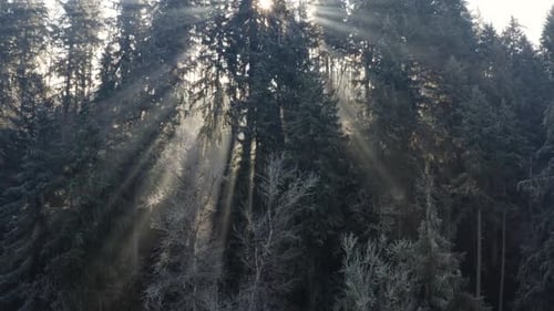 Une forêt gelée vue d'en haut alors que la lumière du matin brille à travers les arbres.