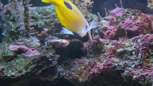 Wunderschöne gelbe Fische und Korallenriffe im Roten Meer, Ägypten