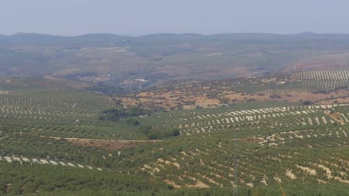 Landscape View of the Olive Fields in the Desert of Spain