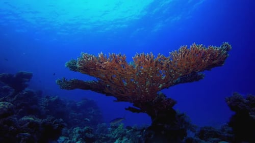 Fish And Table Coral