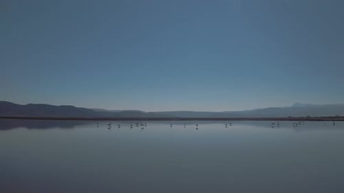 Aerial Over Group Of Flamingos Resting In Calm Waters . Follow Shot