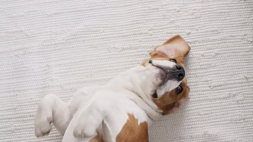 Dog Beagle Lies at Home on the Floor and Preparing to Sleep