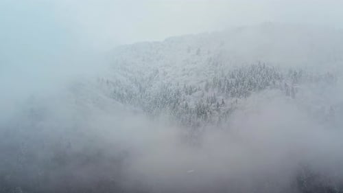 Snow Covered Mountain Forest in Misty Winter Landscape