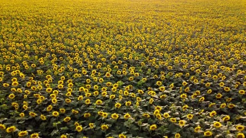 Large Sunflower Field