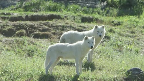 Canadian Wildlife - Arctic wolves on the summer tundra