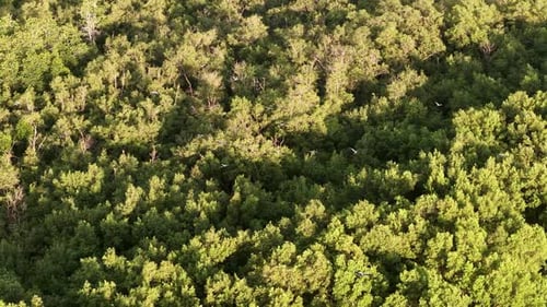 Aerial view shows group of egrets flying above mangrove forest canopy
