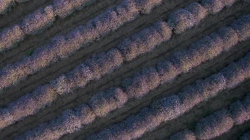 Drone flight above blossoming lavender field.