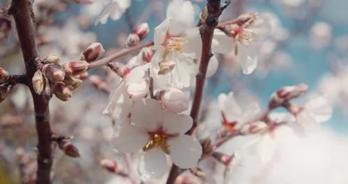 Weiße Blüten des Mandelbaums in Nahaufnahme. Blüht in der Frühlingssaison. Honigbiene fliegt und bestäubt