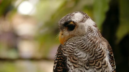 Un hibou asiatique de Sumatra regarde la caméra Un hibou malais dans la nature