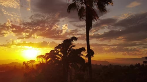 Aerial shot of clouds and sunset behind a row of palm trees