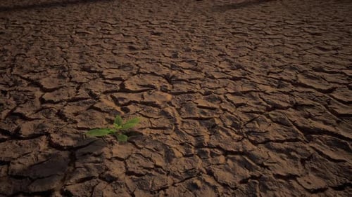 Small Green Plant Growing On Dry Ground Cracked And Dried-Up Land Soil Or Sand Surface