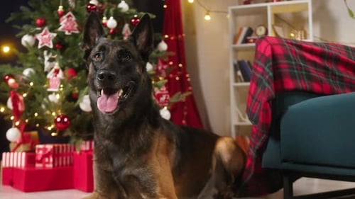 Portrait of Malinois Bard Dog in Living Room Belgian Shepherd Dog Looking in Camera Closeup of Puppy