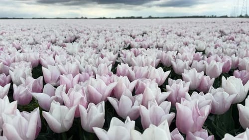 Field of Pink and White Tulips in Bloom