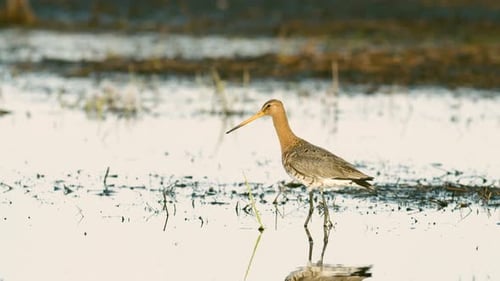 Black tailed godwit close up in spring migration wetlands feeding in morning light