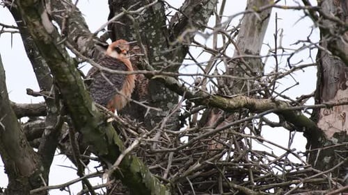 Orange Bird Perched in Spiky Bare Tree Branch