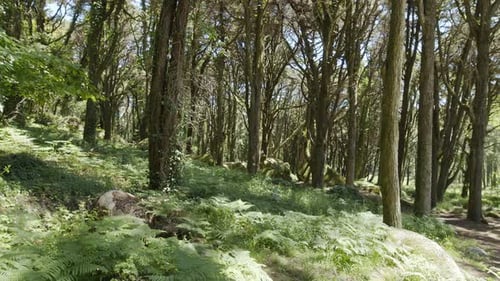 Caméra au ralenti à l'intérieur d'une forêt tropicale dense.